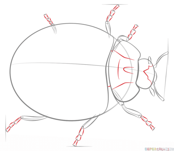 Поэтапное рисование Майский Жук для детей