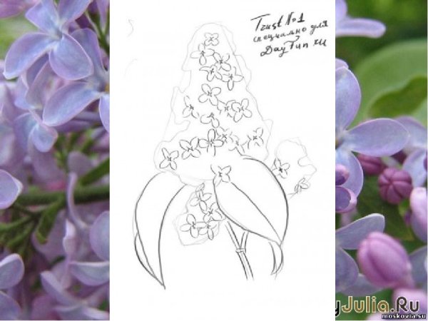 Сирень рисунок карандашом поэтапно