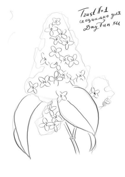 Сирень рисунок карандашом