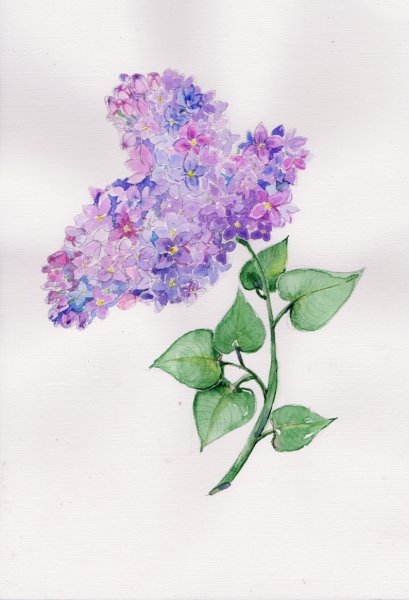 Референсы сирени