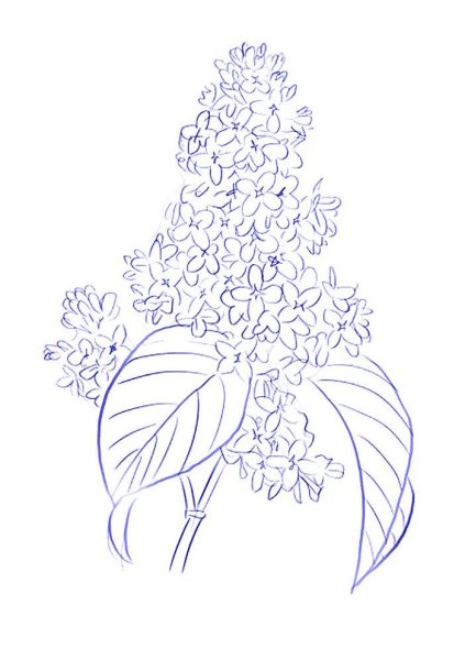 Сирень карандашом