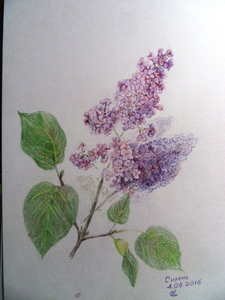 Сирень карандашом