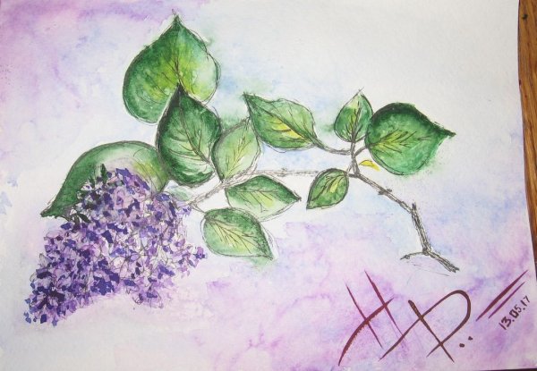 Ветка сирени рисование