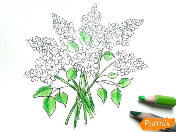 Букет сирени карандашом