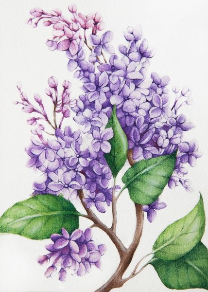 Сирень Ботанический атлас