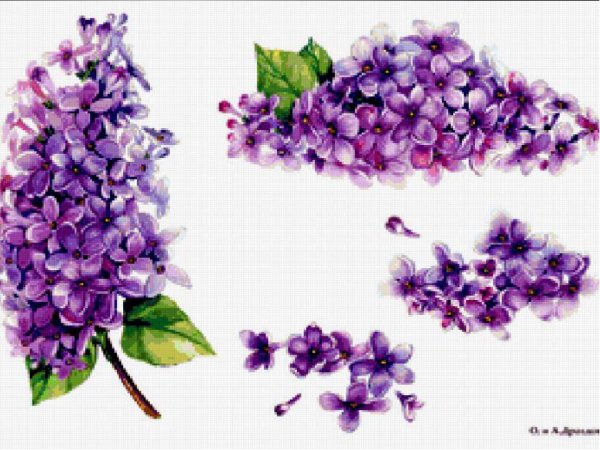 Штриховки сирень