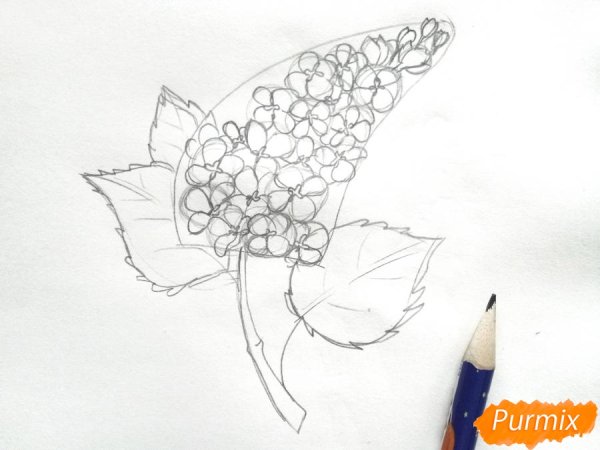 Эскизы сирени карандашом