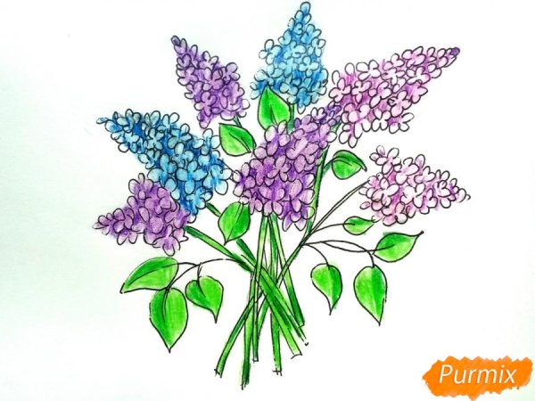 Букет сирени рисунок карандашом