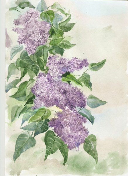 Сирень рисунок