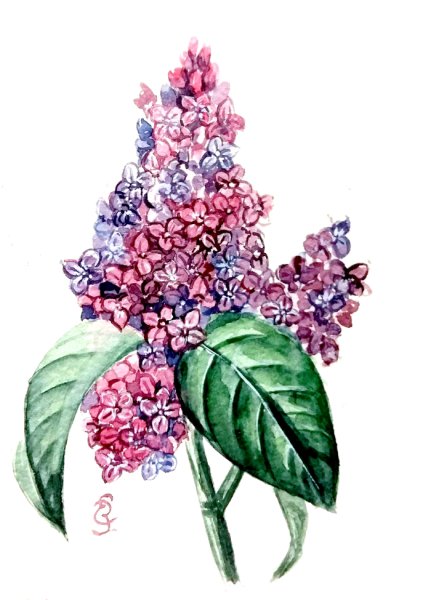 Сирень карандашом