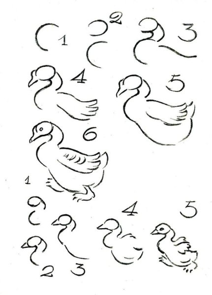 Поэтапное рисование селезня