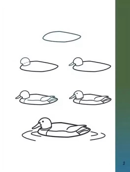 Утка поэтапное рисование