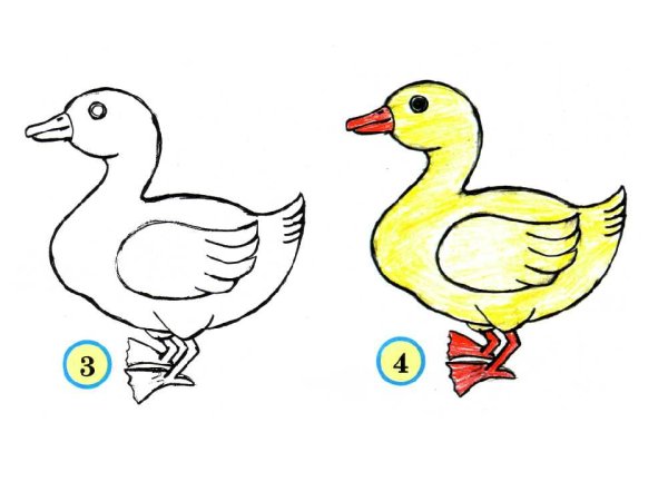 Пошаговое рисование птицы