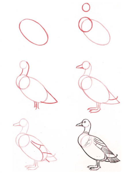 Уточка поэтапное рисование