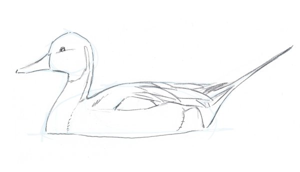 Поэтапное рисование плавающего гуся