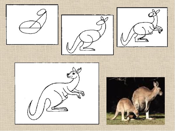 Этапы рисования кенгуру