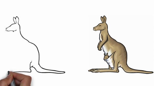 Австралия кенгуру рисунок