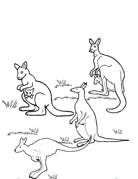 Семья кенгуру раскраска