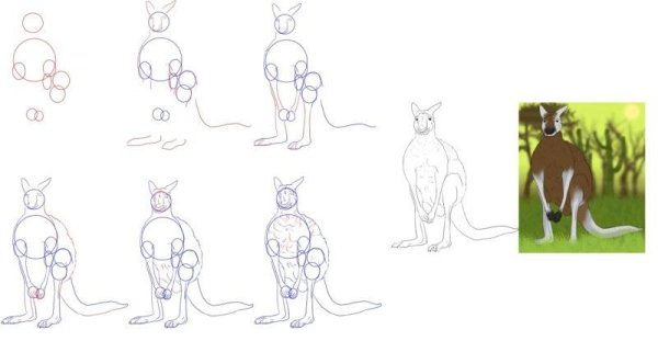 Поэтапное рисование кенгуру