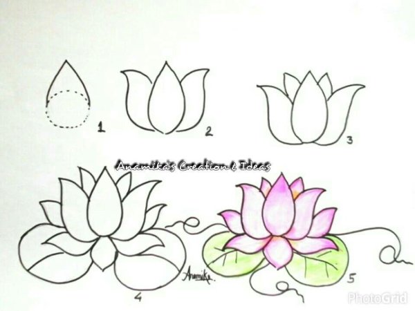 Пошаговый рисунок лотоса