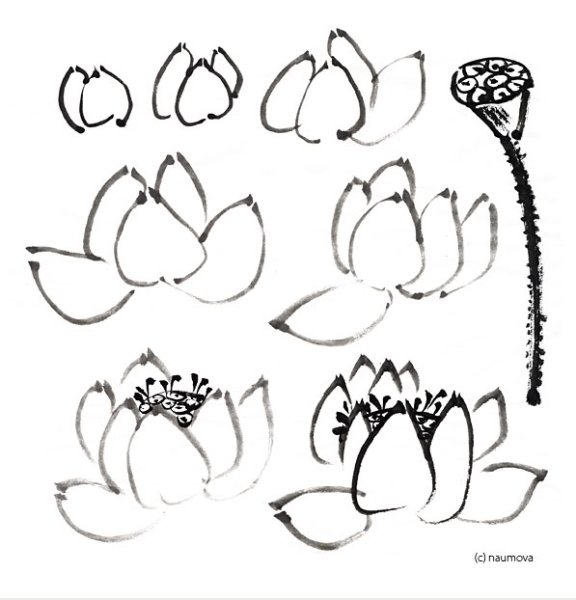 Пошаговое рисование лотоса