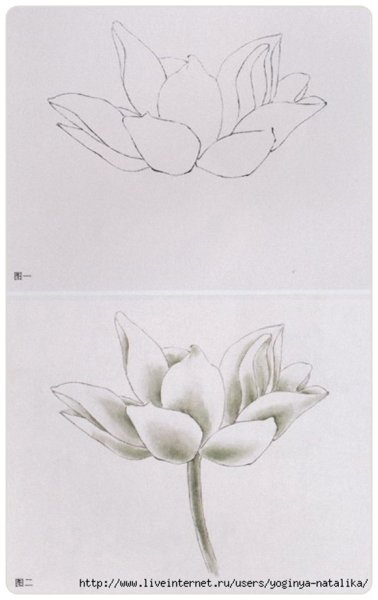Как нарисовать Лотос карандашом поэтапно для начинающих