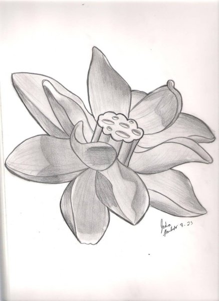 Лотос карандашом