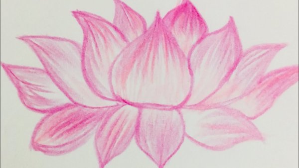 Лотос карандашом для начинающих