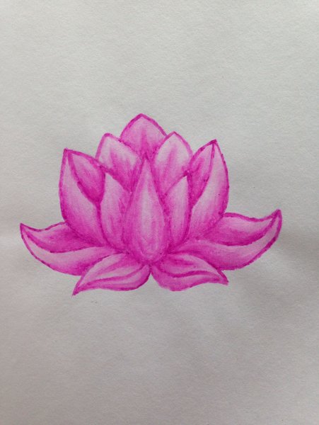 Цветок лотоса карандашом