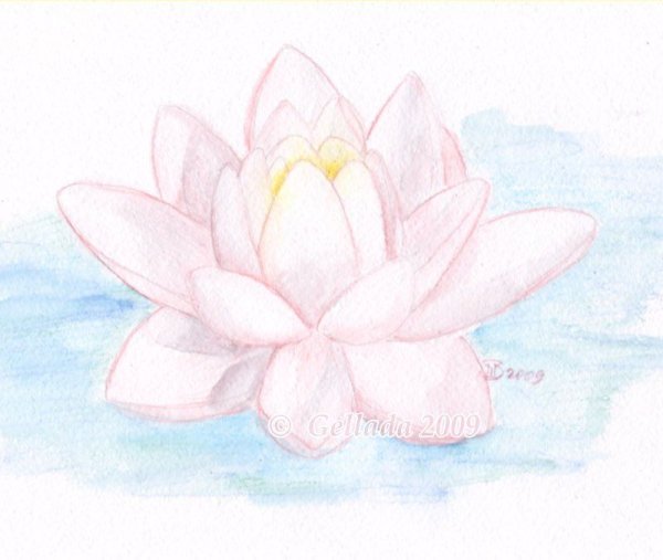 Цветок лотоса карандашом