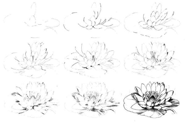 Цветы карандашом для начинающих