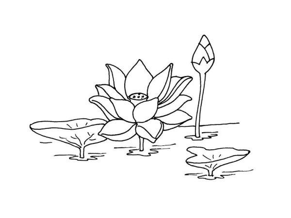 Лотос Комарова раскраска