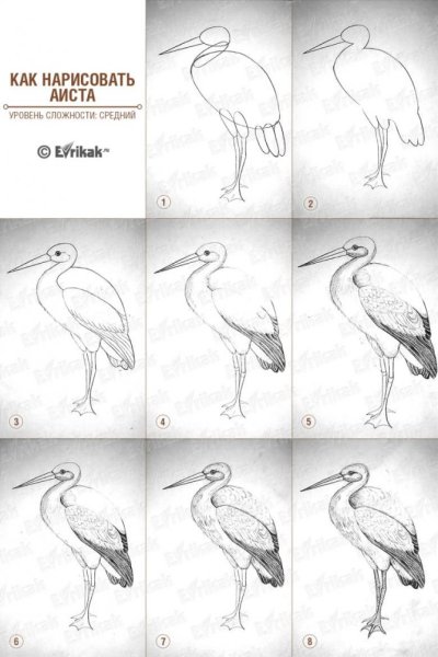 Как нарисовать аиста