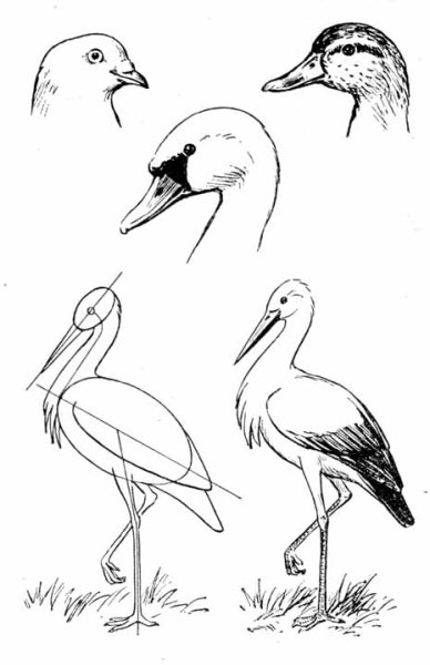 Поэтапное рисование аиста