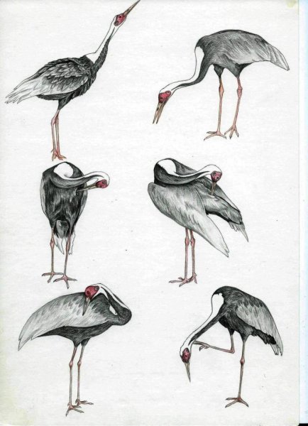 Журавль поэтапное рисование