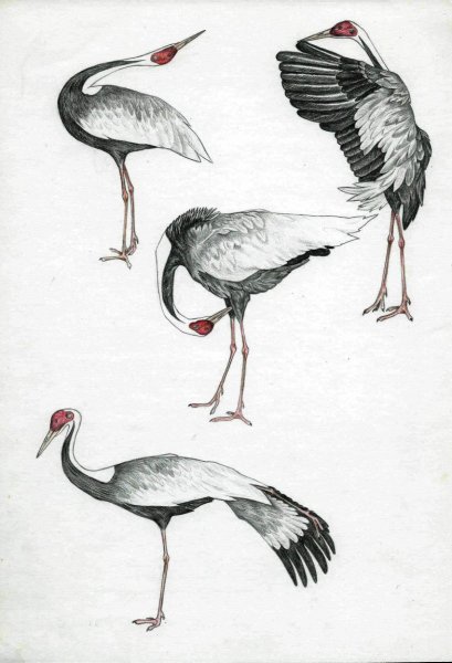 Литография журавль Даурский