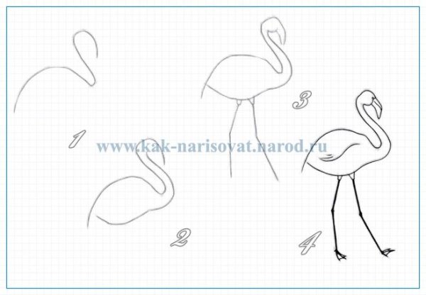 Поэтапное рисование птицы Фламинго