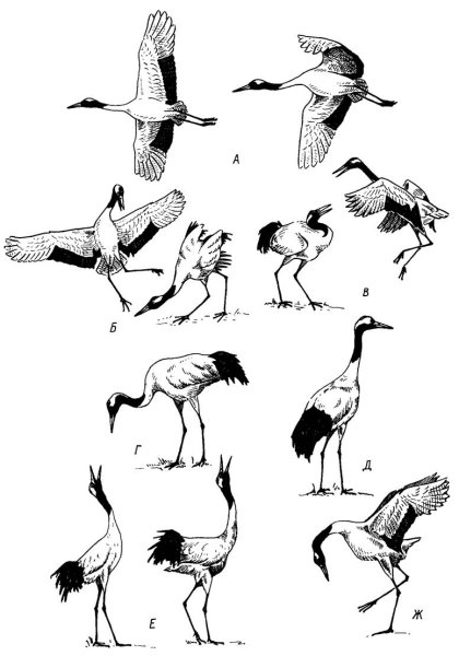 Внешнее строение журавля