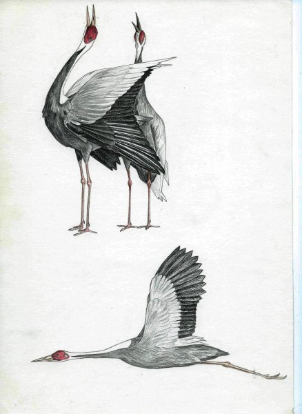 Литография журавль Даурский