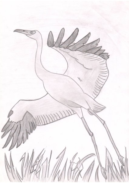 Белый журавль Стерх