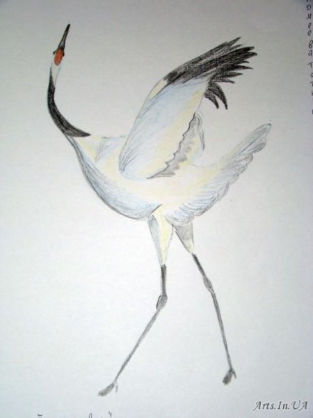 Белый журавль карандашом
