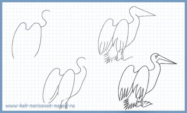 Пеликан поэтапное рисование