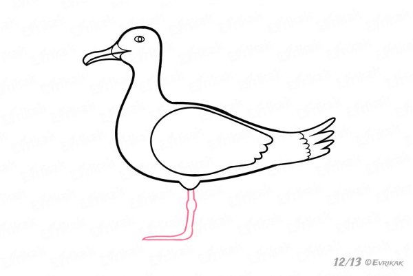 Нарисовать чайку поэтапно