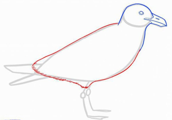 Чайка поэтапно