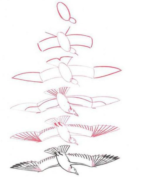 Поэтапное рисование Чайки в полете