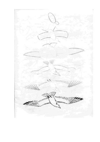 Поэтапное рисование Чайки в полете