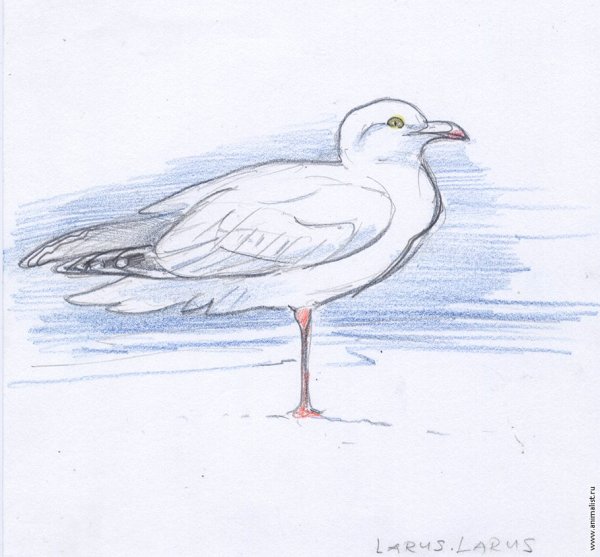 Чайка карандашом