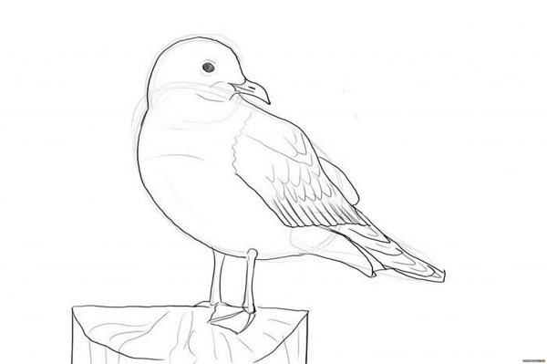 Рисунок Чайки карандашом
