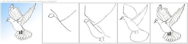 Поэтапное рисование голубя