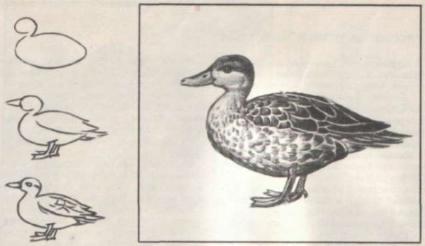 Рисование птиц утка